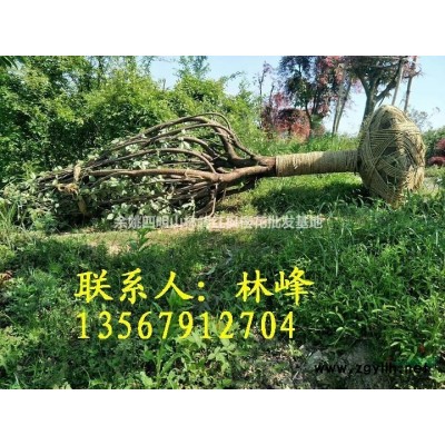 地径17公分樱花哪里买去？