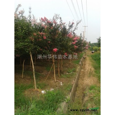 5--25公分水杉