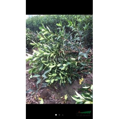 浙江萧山供应夹竹桃