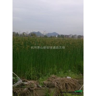 浙江绿化工程苗－红花继木大杯苗