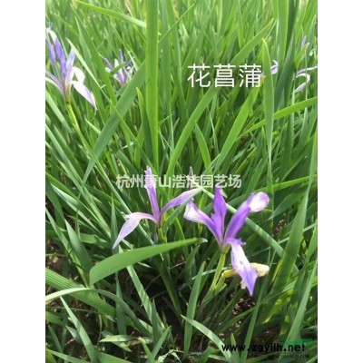 浙江萧山绣线菊杯苗，绣线菊毛球供应