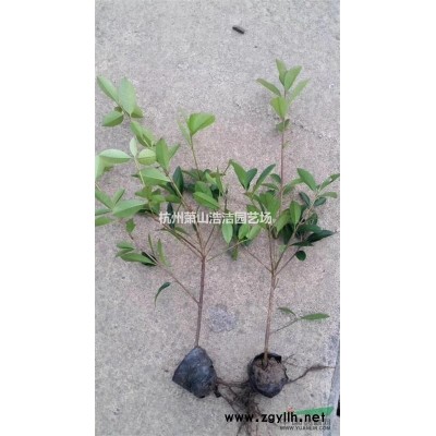 浙江萧山小叶扶芳藤出售实拍