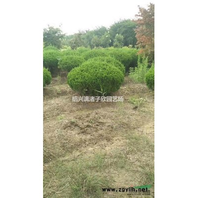 精品大杯无刺枸骨 高度35厘米冠副30厘米