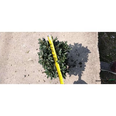 精品罗汉松球   冠副1米至1米8