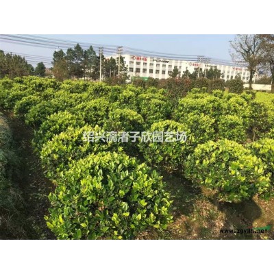 精品龙柏小毛球  高度50厘米冠副30厘米左右