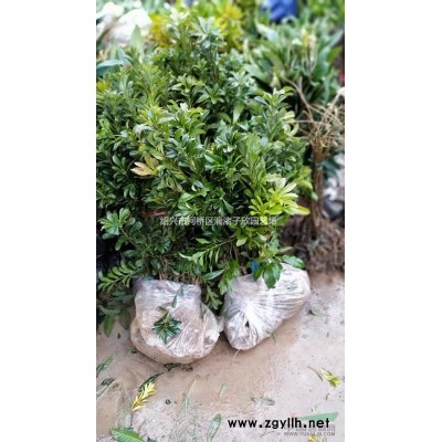 大量精品小杯金森女贞  高度30到60 基本都有分叉