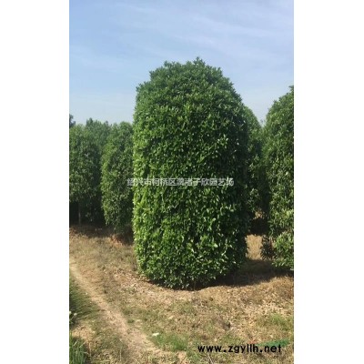 精品小红枫 1公分到4公分