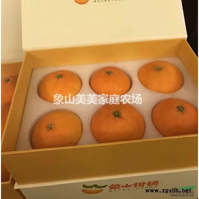 一年生象山晴姬柑橘苗、橘子树苗，小果型橘橙杂柑，日本优势品种