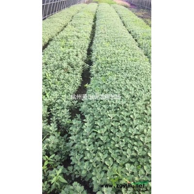 浙江芍药绿化工程苗，芍药发苗现场，一千数量一包。