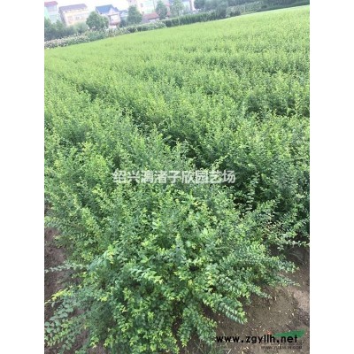 精品红白玉兰小苗 地径1至3公分 杆直