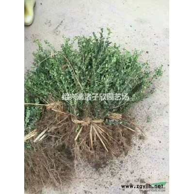 大量大叶黄杨小苗 两年苗 杆子粗壮 高度35至50厘米