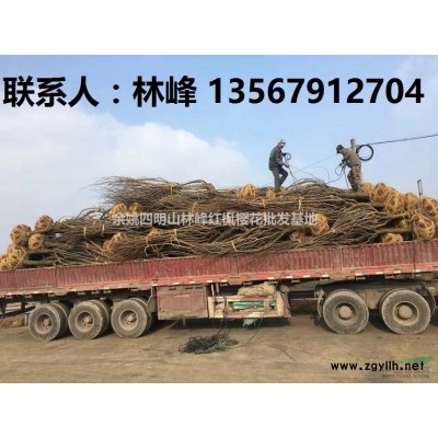 四明山樱花之乡/四明山红枫樱花之乡