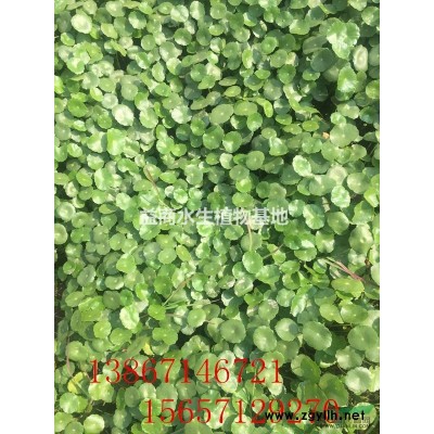 浙江杭州芡实供应，还有各种水生植物