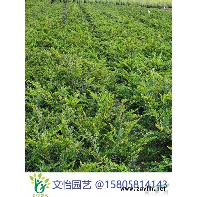狭叶十大功劳-色块/杯苗