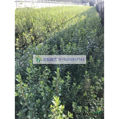 Perennial ryegrass