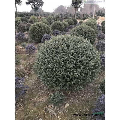 红花千屈菜、白花千屈菜-千屈菜产地直销