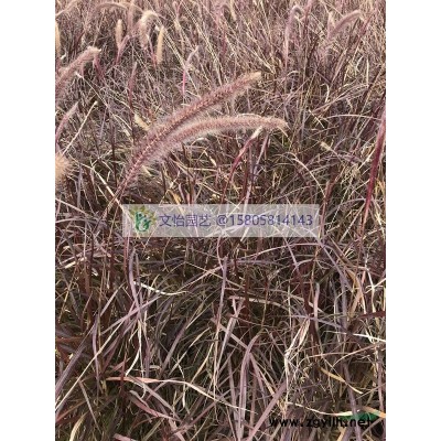 金叶苔草、涝峪苔草、青绿苔草、细叶苔草-品种*