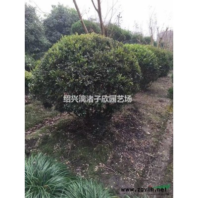 柚子 文旦柚果树苗 大苗 小苗