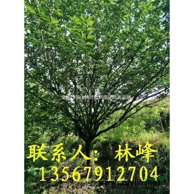 红枫树养护的相关介绍