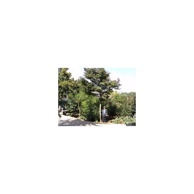 浙江地区3到20的垂丝，红枫，樱花出售