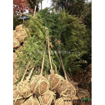 浙江萧山吉祥草大量供应