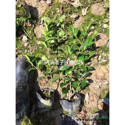 精品小杯毛鹃 高度35厘米