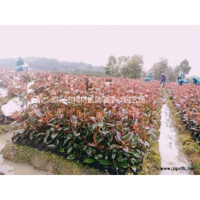 精品大杯红花继木 冠副25厘米左右
