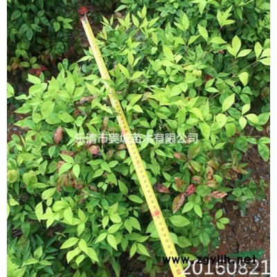 蓝色波尔瓦6*新价格/蓝色波尔瓦6报价图3