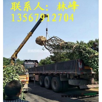 浙江樱花批发基地