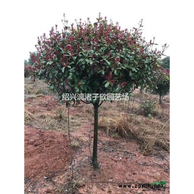马家柚