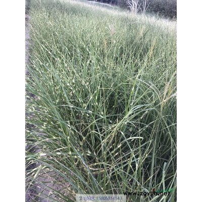 花叶玉蝉花-品种*
