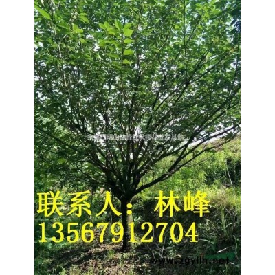 种植红枫树方法如下