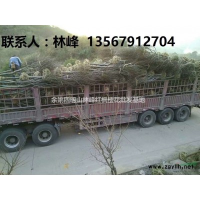 红枫哪里便宜？