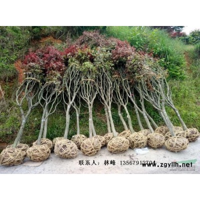 批量种植樱花会遇到的哪些问题