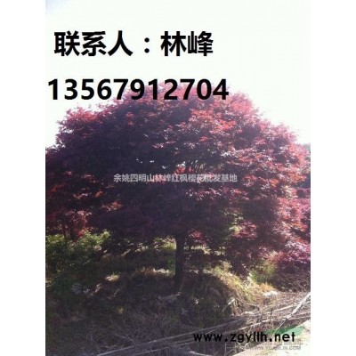 长期供应12-20公分日本关山晚樱