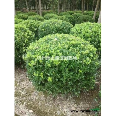 浙江萧山大叶吴风草地苗，小杯苗大量供应