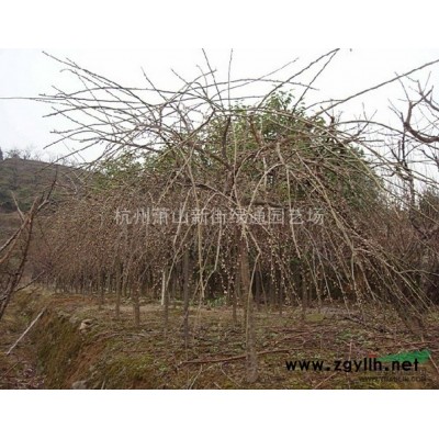 浙江萧山大丛麦冬草供应