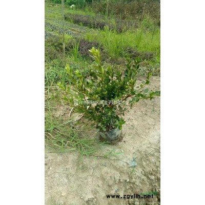 精品金边无秃子球 冠副80厘米至1米8