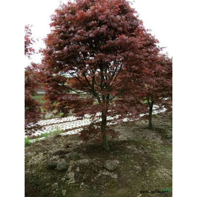 大规格樱花供应/精品樱花图片