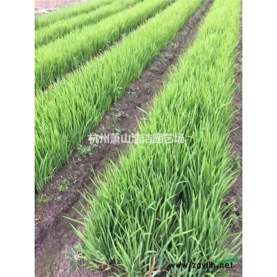 浙江草皮一马尼拉，果岭草批发供应