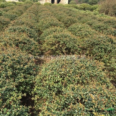 浙江水生植物基地一千屈菜批发直销基地
