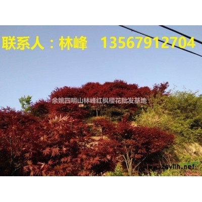 四明山的红枫什么时候*红