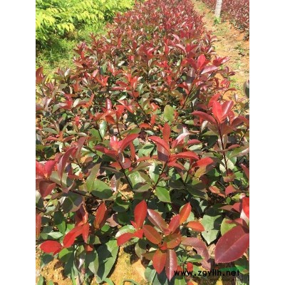 供应8公分原生垂枝樱花，八重红枝垂