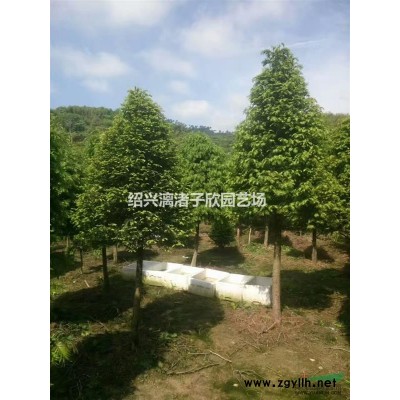 香榧果树苗 小苗大苗