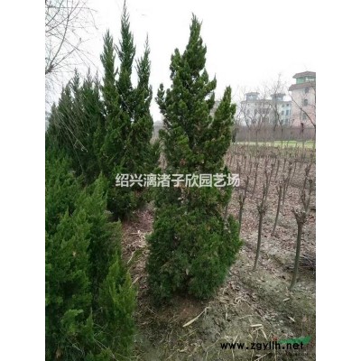 核桃果树苗 大苗 小苗