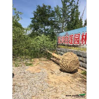 湖州纳塔栎基地 纳塔栎价格 10-15公分纳塔栎价格 纳塔栎