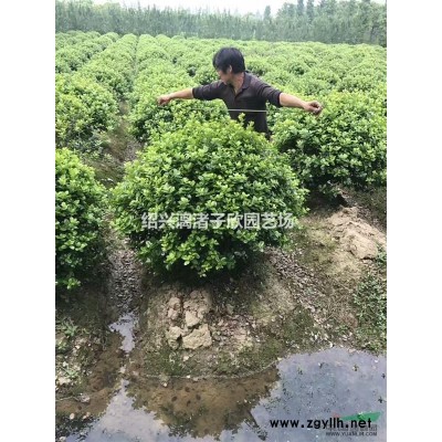 精品春鹃大杯 高度30厘米 冠副25厘米