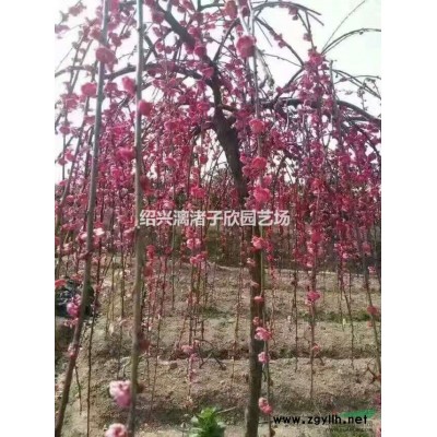 精品桂花篱笆苗 八月桂