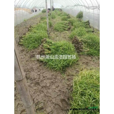 浙江萧山金丝桃自产自销