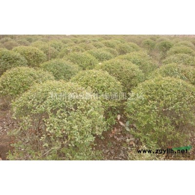 浙江萧山草花基地－满天星工程苗种植配送